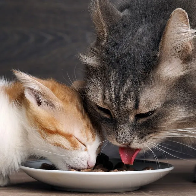 What Cats Can and Can’t Eat