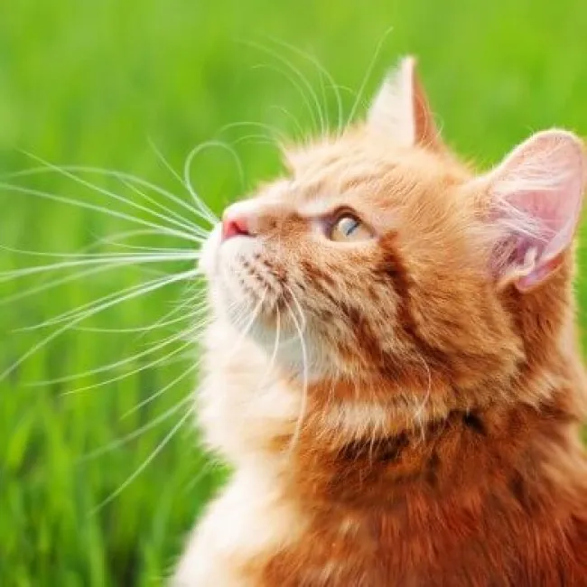 How To Tell If Your Cat Is Healthy