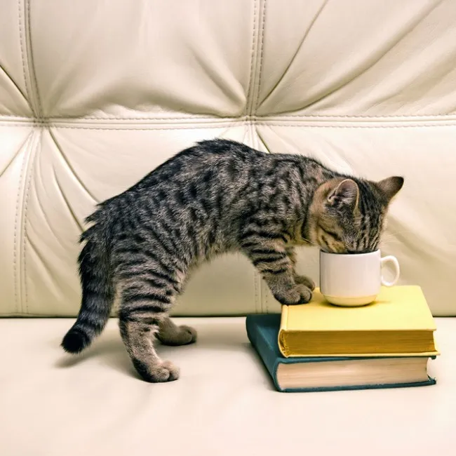 Can Cats Drink Green Tea?